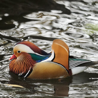 Dagens gröna 16 oktober – Fågeln som är ett konstverk! Dagens gröna 16 oktober – Fågeln som är ett konstverk!