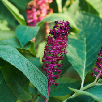 Dagens gröna 20 oktober – Amerikanskt kermesbär Dagens gröna 20 oktober – Amerikanskt kermesbär