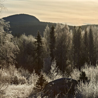 Dagens gröna 4 november – Frostbeklädda träd i Medelpad
