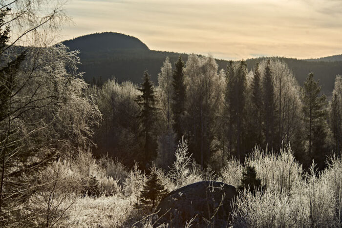 Vintervy över skog och berg i Ljustorpstrakten i Medelpad med frostbeklädda träd i gulaktigt förmiddagsljus.