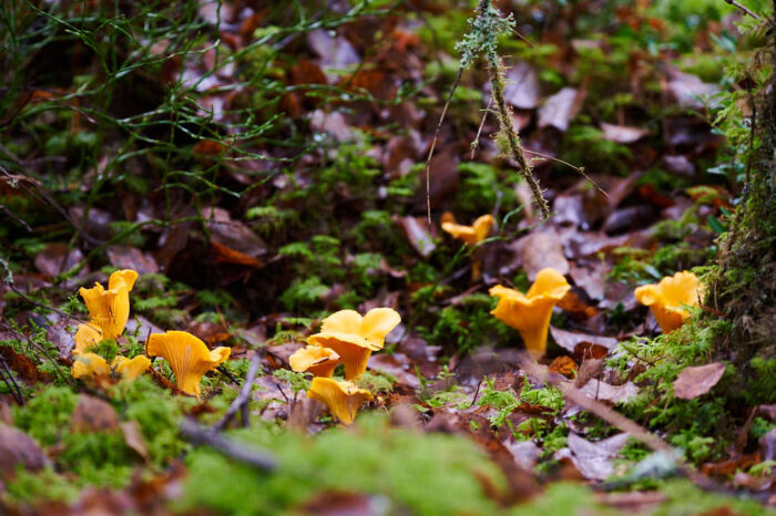 Gula kantareller i grön mossa.