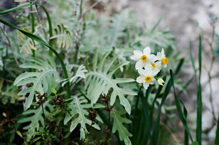 Blommande tazett i november