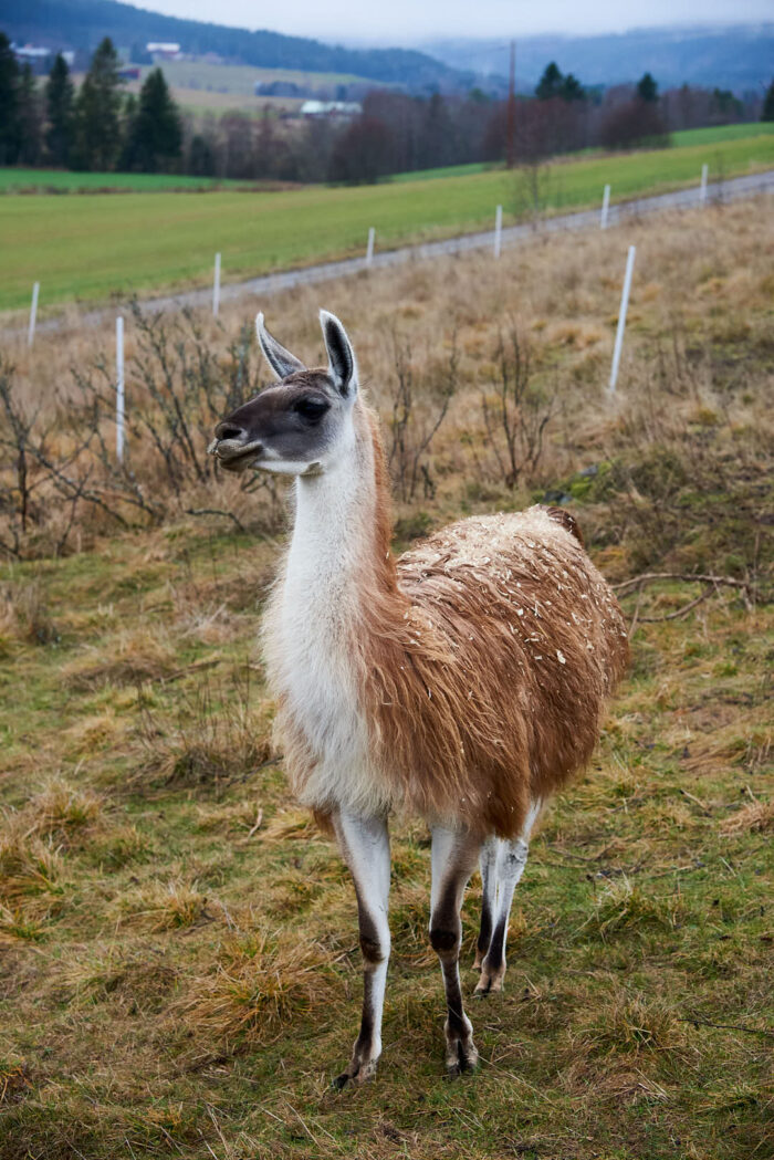 En lama på en sluttning i Ljustorp i Medelpad.