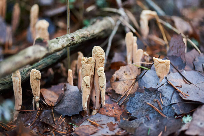 Barrklubbsvamp bland barr och löv