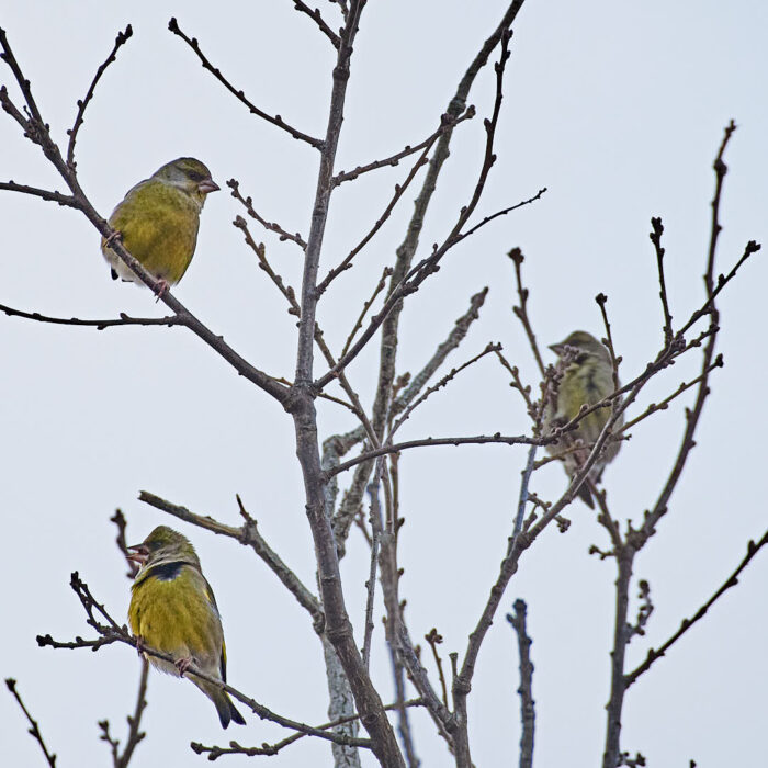 Tre grönfinkar i en trädtopp.