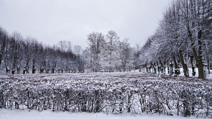 Tullgarns välbevarade stjärnboské under lätt snötäcke.