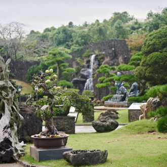 Dagens gröna 26 oktober – Fem hektar bonsaier Dagens gröna 26 oktober – Fem hektar bonsaier
