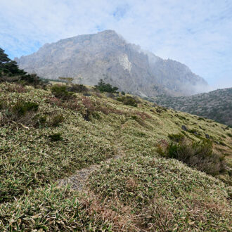 Dagens gröna 28 oktober – Palmbladsbambu och koreagran Dagens gröna 28 oktober – Palmbladsbambu och koreagran