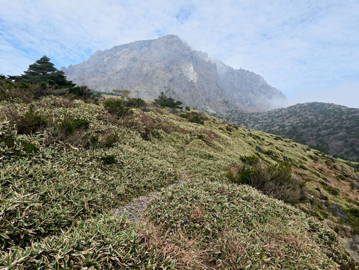 Vulkanen Hallasan med palmbladsbambu och koreagran i förgrunden