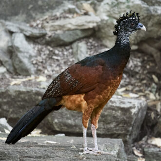 Dagens gröna 2 december – Större hocko Dagens gröna 2 december – Större hocko