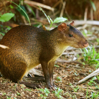 Dagens gröna 3 december – Söt agouti Dagens gröna 3 december – Söt agouti