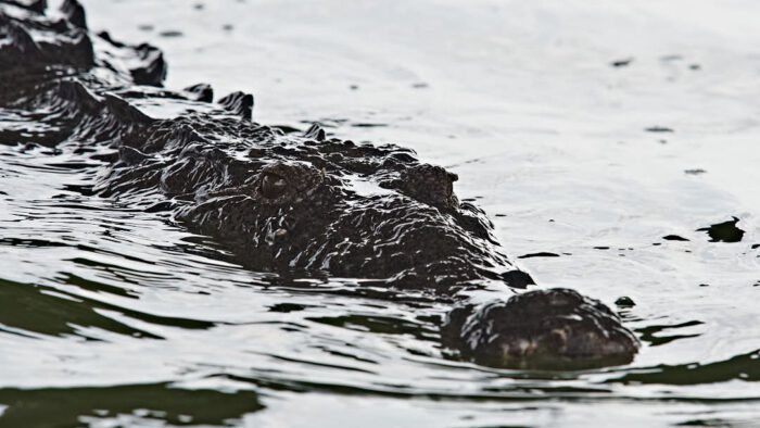 Amerikansk krokodil i Sian Ka'an