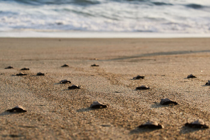 Nykläckta havssköldpaddor på väg mot havet.