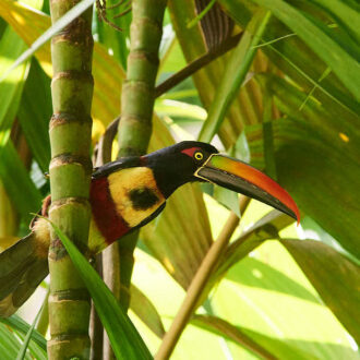 Dagens gröna 6 december – Eldnäbbad arassari, en snygging Dagens gröna 6 december – Eldnäbbad arassari, en snygging