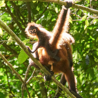 Dagens gröna 7 december – Men söta, lilla vännen! Dagens gröna 7 december – Men söta, lilla vännen!