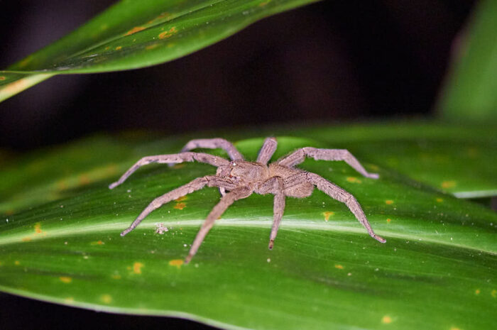 Phoneutria eller Cupiennius på blad