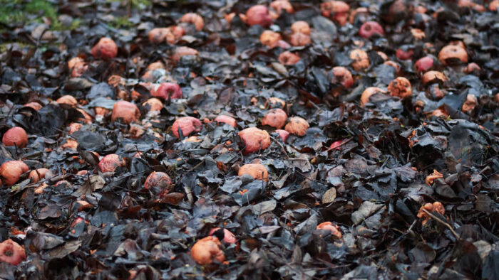 Ruttnande äpplen i förmultnande löv.
