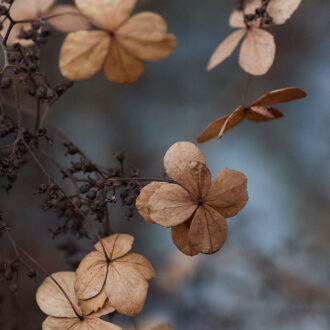 Dagens gröna 12 december – Klätterhortensia som konstverk Dagens gröna 12 december – Klätterhortensia som konstverk
