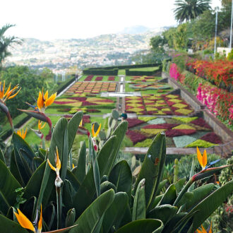 Dagens gröna 15 december – Jardim Botânico da Madeira Dagens gröna 15 december – Jardim Botânico da Madeira