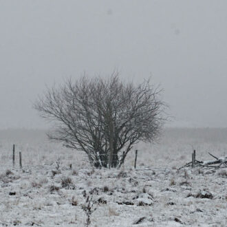 Dagens gröna 27 december – Frostig vy genom dis Dagens gröna 27 december – Frostig vy genom dis